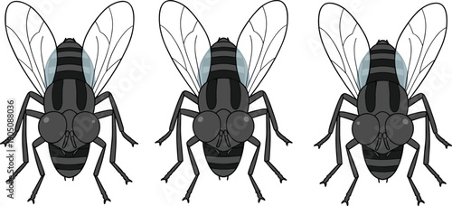 Housefly insect illustration set detailed fly anatomy pest control biology bug wings black white vector silhouette collection