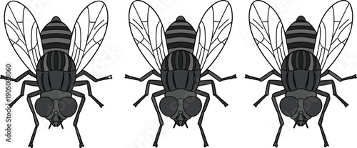 Housefly insect silhouettes detailed fly anatomy set pest control biology bug black white vector illustration collection icons