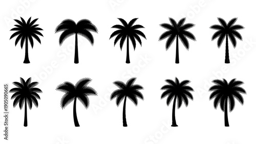 Collection of silhouette palm trees for summer and tropical designs