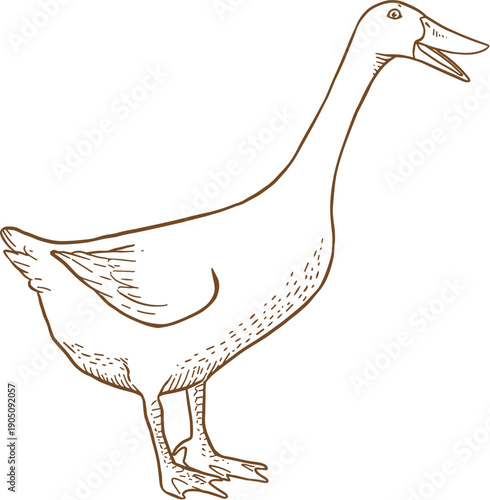 A minimalist vector illustration of a goose in a simple line art style