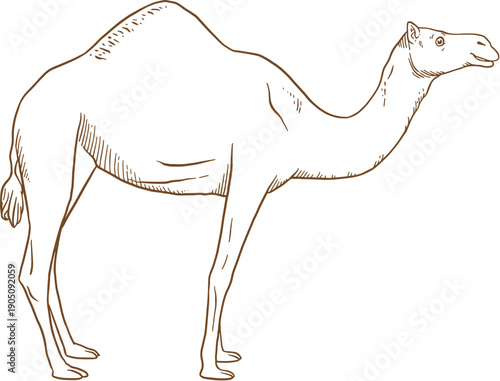 A minimalist vector illustration of a camel in a simple line art style