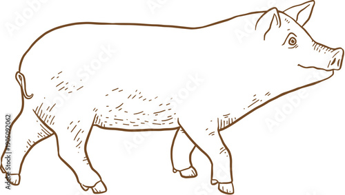 A minimalist vector illustration of a pig in a simple line art style