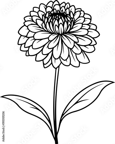 black and white Aster flower on white. aster flower line art design. 