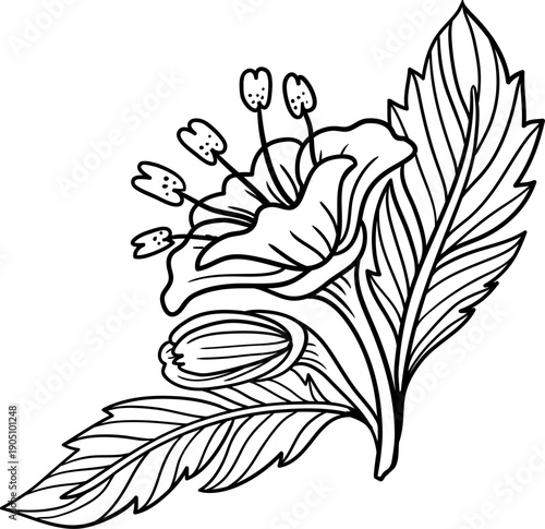 hand drawn sketch of a campanula flower. A delicate and detailed black and white line drawing of a single bellflower or campanula with a bud on a thin stem.