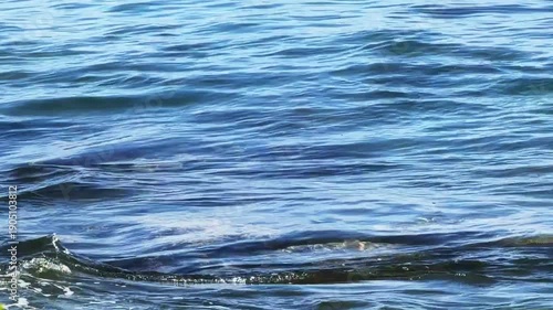 Maui's black stone rocky coastline that drops into crystal clear turquoise waters where green sea turtles can be seen