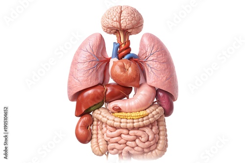 3D Render of Human Internal Organs Anatomy Realistic Medical Illustration showing Brain, Heart, Lungs, Liver, and Digestive System on White Background