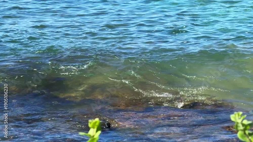 Maui's black stone rocky coastline that drops into crystal clear turquoise waters where green sea turtles can be seen