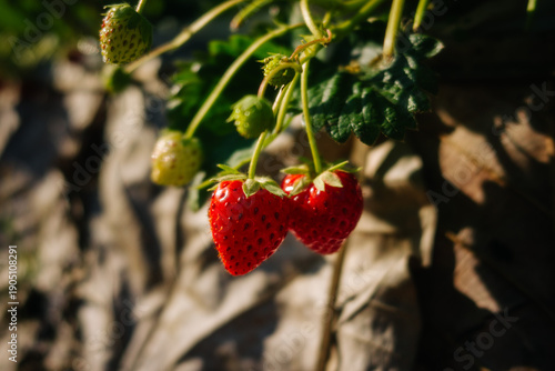 Ripe strawberries dangle from a green vine against a blurred, earthy background, illuminated by warm sunlight.