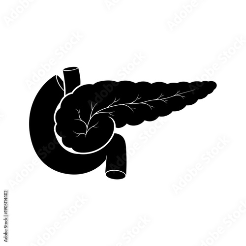 Human Pancreas and Duodenum Silhouette on White Background.