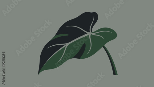 A single dark green elephant ear leaf with prominent veins.