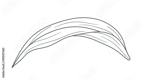 Elegant Single Leaf Illustration with Delicate Veins.