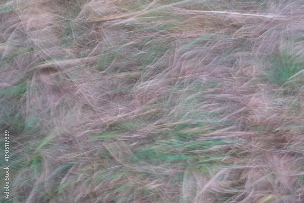 Obraz premium A blurry image of grass with green and brown colors