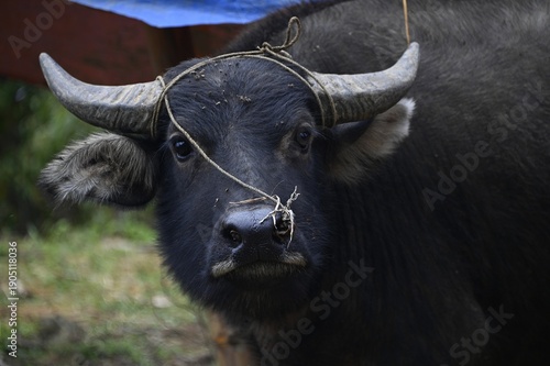 Adult water buffalo at a farm near Sa Pa, Vietnam.