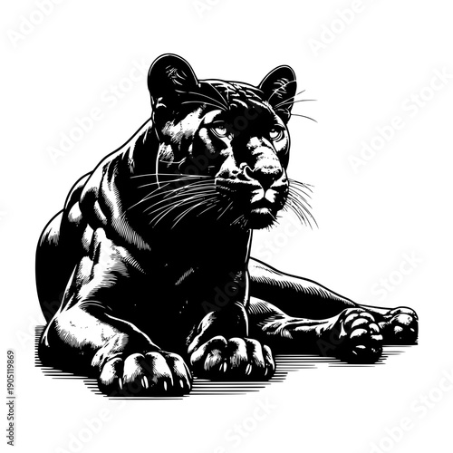 Panther in resting pose vector illustration