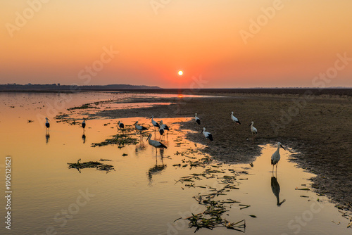 A flock of migratory birds, including white storks and cranes, forages by a wetland lake at sunset.