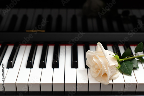 Elegant white rose lying on black and white piano keys. A romantic and melancholic concept representing music, love, and funeral or wedding memories.