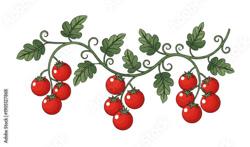 A vector graphic illustration of a tomato vine with red tomatoes and green leaves