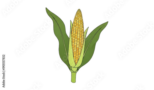 A colorful illustration of an ear of corn with green leaves