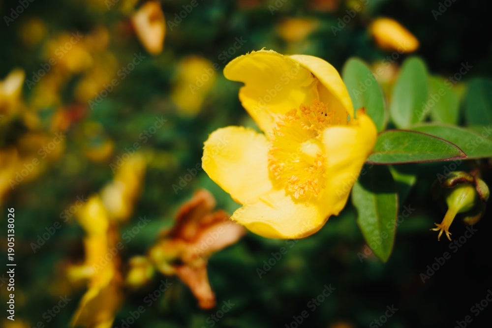 Fototapeta premium Stunning macro of a yellow Hypericum flower (St. John's Wort) in full bloom. This vibrant floral close-up features golden petals and delicate stamens against a lush green bokeh garden background.