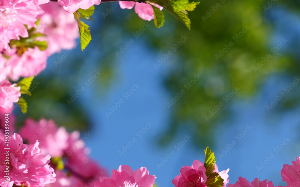 Obraz premium Sakura flowers. Branches of Accolade Flowering Cherry, Knap Hill Prunus Accolade, in full bloom with pink drooping clusters of flowers in early spring. Blue sky background.Landscape format, close up. 