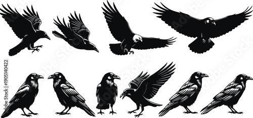 Set of black raven and crow silhouettes, flying and perched birds collection, dark gothic corvus wildlife elements isolated on white background, vector