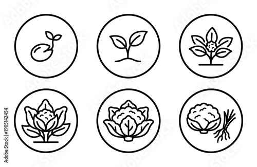 Cauliflower Growth Stages Vector Illustration, Life Cycle Germination Seedling, Vegetative Maturity diagram in detail