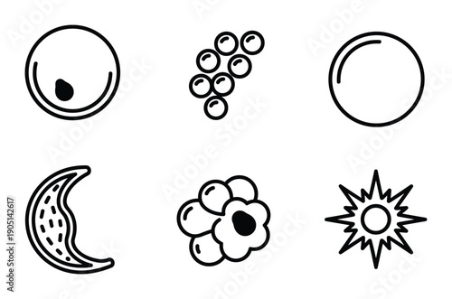 Cell development stages with zygote, morula, blastocyst, and embryo vector icons illustration