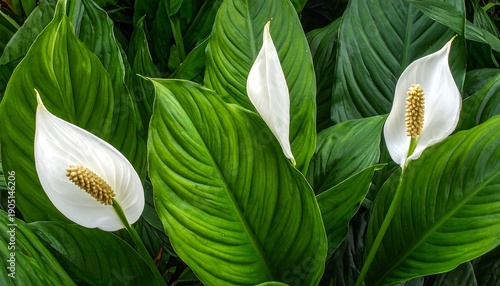 Close-up of three white Peace Lily flowers with lush green leaves.