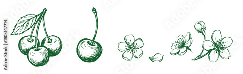 Hand drawn vector cherries and blossoms in green, fresh harvest fruits and flower elements