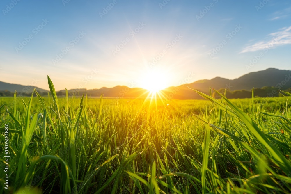 Fototapeta premium Glowing Sunrise Over Lush Landscape with Green Grass and Mountain View