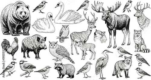 Hand drawn forest wildlife animals and birds illustration set with bear deer wolf fox raccoon vintage engraving collection isolated background