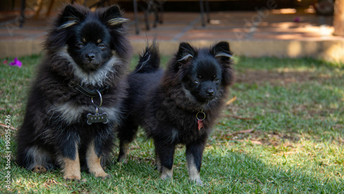 Two black Pomeranian dogs sitting on green grass in a sunny garden. Small fluffy pets enjoying a calm outdoor moment together.
