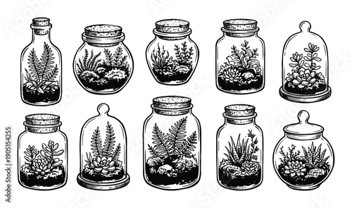 Terrariums collection: Hand-drawn terrarium vector illustration of various jar plants in jars and glass domes.