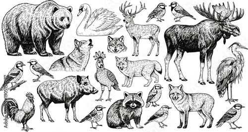 Hand drawn forest animals illustration set with bear deer wolf fox birds and raccoon vintage engraving collection isolated on white background