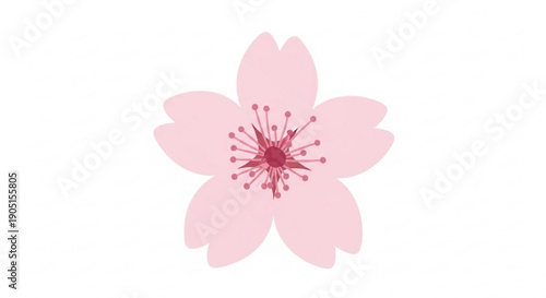 Pink cherry blossom flower with red center on white background