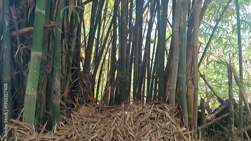 A high angle view of dried brown bamboo leaves scattered across a lush bamboo grove.