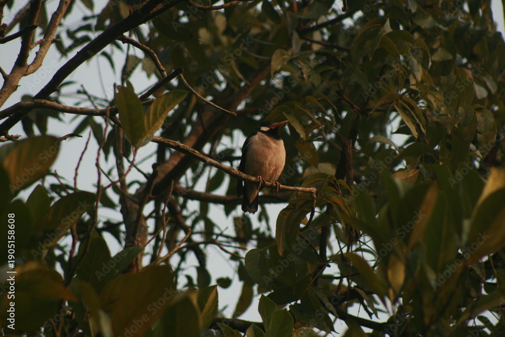 Fototapeta premium bird on a tree