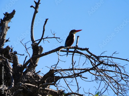 bird on a tree