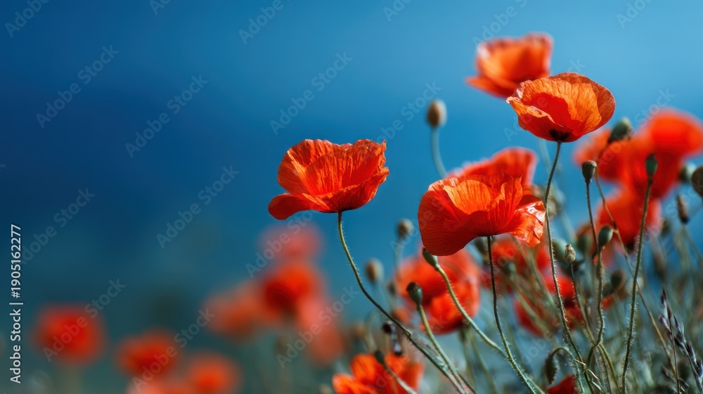 Naklejka premium Red poppies against a blue sky.