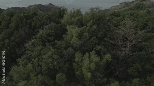 forward push movement towards trees on the mountain and ocean in the far background