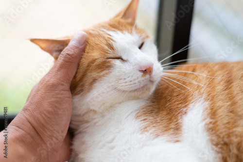 Schilderij op canvas かわいい飼い猫を撫でる飼い主　茶トラ白