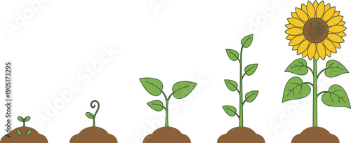 Stages of sunflower growth from seedling to full bloom Keywords: sunflower, plant, growth, stages, seedling, sprout, plant