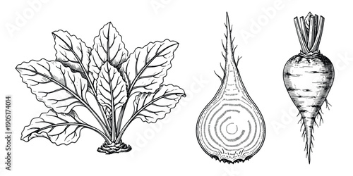 Beetroot vector set including whole plant, sliced root, and full vegetable