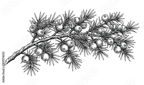 Juniper branch with berries and needles, vector vintage botanical illustration