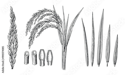 Rice plant vector drawing with grains and leaves on transparent background