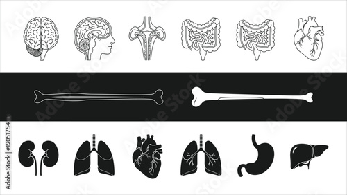  Human Organs Thin Line Icon Set Bone, Brain, Heart, Lungs, Liver, Kidney, Stomach, Intestine, and Throat Vector Illustration