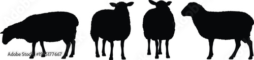 Sheep silhouettes collection, realistic farm livestock grazing standing poses isolated on white background, rural agriculture animal vector illustration design resource