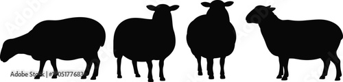 Sheep silhouettes set, realistic farm livestock standing grazing poses isolated on white background, rural agriculture animal vector illustration collection