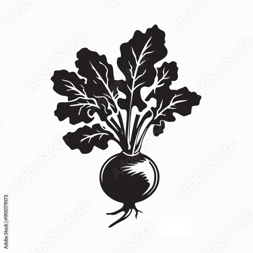 Radish Plant with Leaves Vector Illustration Isolated Design for Organic Farming Concept