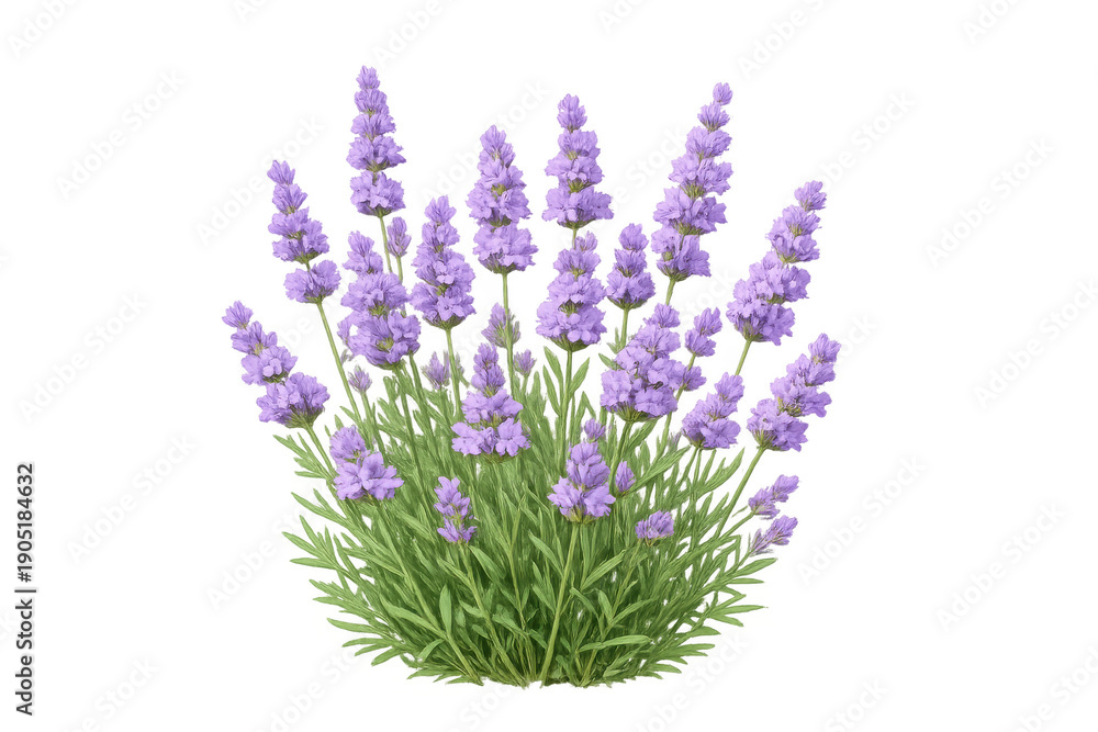 Obraz premium Lavender plant blooming with purple flowers and green leaves. Herbal garden botany on transparent background for design assets